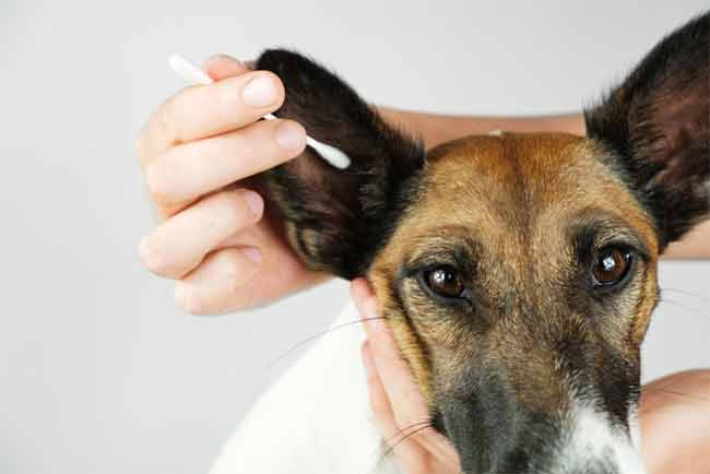 What Frequency Will Hurt a Dog's Ears