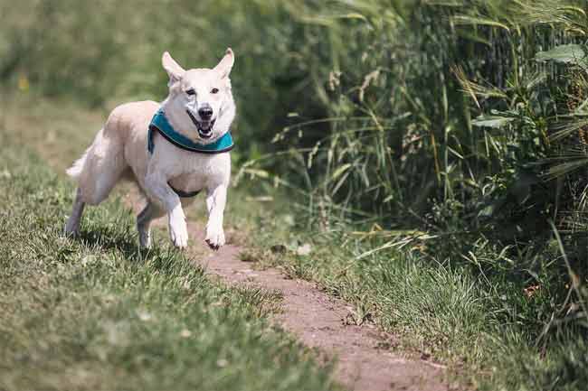 Ingenious ways to Train your Dogs in Just 7 days