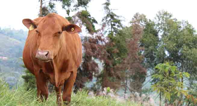 Characteristics of Senepol Cattle