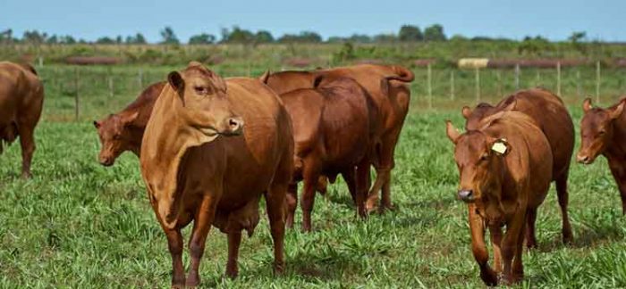 Things you should know about Senepol Cattle