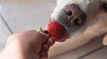 What are the Treats Good For Your Dog