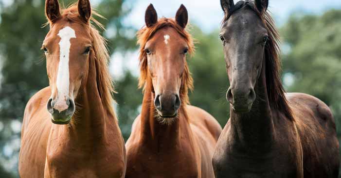 How Many Horse Breeds Are There In The World