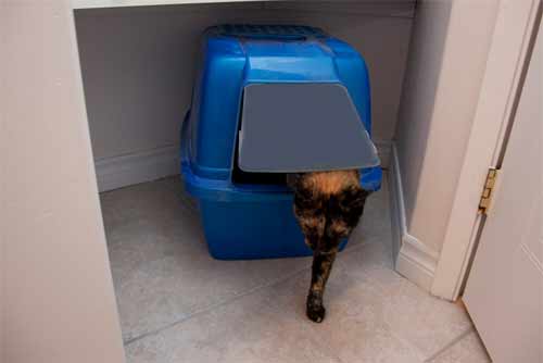 How Often Should you Change the Cat Litter Box? The People’s Gallery