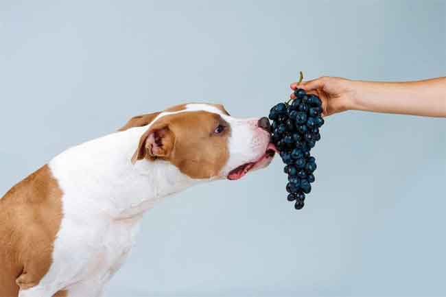 Fruity Summertime Treats for Dogs